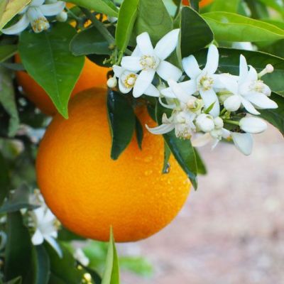 Les feuilles et les fleurs de l’Oranger Bigaradier exhalent en Provence ce parfum si doux et floral !