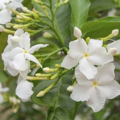 Le Jasmin de Grasse est célèbre pour la fragrance extraordinaire de ses grandes fleurs utilisées en parfumerie