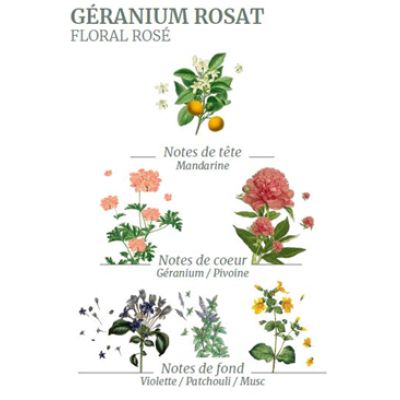 Le Géranium rosat est convoité par les parfumeurs du monde entier pour son odeur délicate de rose